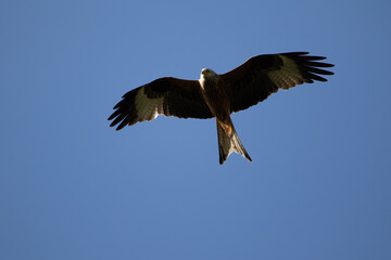 Red Kite