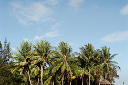 Palms © AnneMarchien