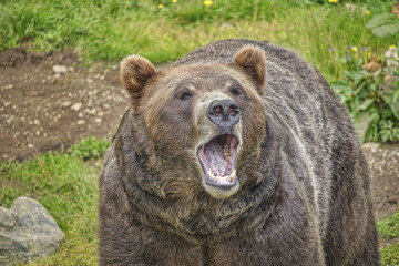 Grizzly Bear Close Up with Mouth Open in grassy setting