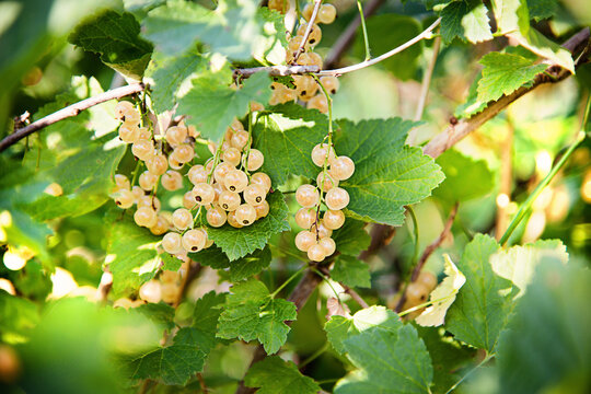 Ripe white or yellow currant on a bush in the garden. Bunch of berries with fresh green leaves