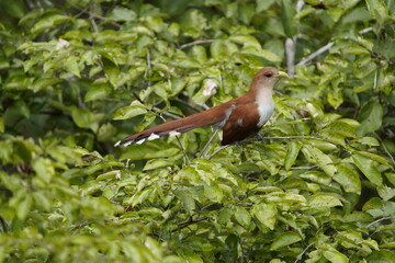 The squirrel cuckoo (Piaya cayana) is a large and active species of cuckoo. Cuculidae family. Floresta amazônica, Brazil.