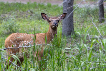 baby elk in the grass