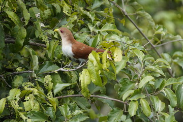 The squirrel cuckoo (Piaya cayana) is a large and active species of cuckoo. Cuculidae family. Floresta amazônica, Brazil.