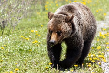 grizzly bear walking in green grass covered in dandelions 