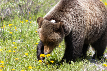 grizzly bear smelling flowers