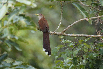 The squirrel cuckoo (Piaya cayana) is a large and active species of cuckoo. Cuculidae family....