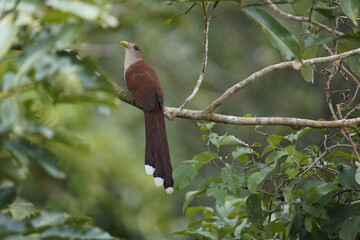The squirrel cuckoo (Piaya cayana) is a large and active species of cuckoo. Cuculidae family. Floresta amazônica, Brazil.