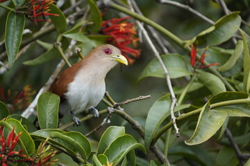 The squirrel cuckoo (Piaya cayana) is a large and active species of cuckoo. Cuculidae family. Floresta amazônica, Brazil.