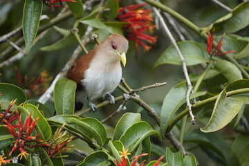 The squirrel cuckoo (Piaya cayana) is a large and active species of cuckoo. Cuculidae family. Floresta amazônica, Brazil.