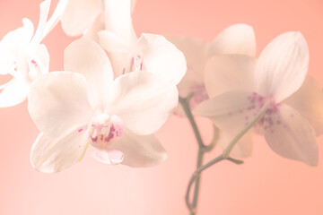 Naklejka na ściany i meble Orchidee Orchideenblüten pastell