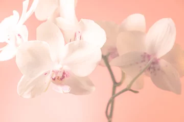Gordijnen Orchidee Orchideenblüten pastell © Gisela