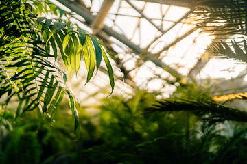 Fototapeta na wymiar Rays of sun through palm leaves in tropical greenhouse, soft focus under natural sun light with colorful blurred background in glasshouse. Green plants in botanical garden indoor. Urban jungle. 