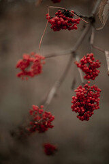 red berries on a tree