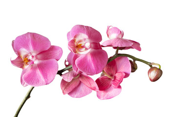 Purple orchid flower phalaenopsis, phalaenopsis or falah. Orchid branch with pink flowers isolated on transparent background, PNG. Floriculture, flower shop, home flower decor, floral concept - Powered by Adobe