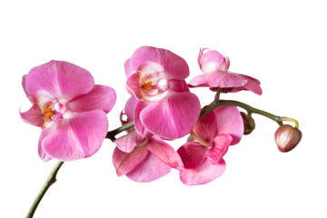 Purple orchid flower phalaenopsis, phalaenopsis or falah. Orchid branch with pink flowers isolated on transparent background, PNG. Floriculture, flower shop, home flower decor, floral concept