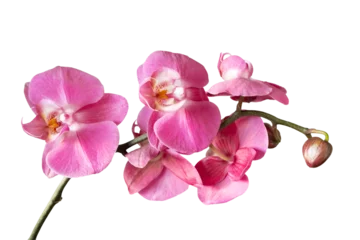 Foto op Canvas Purple orchid flower phalaenopsis, phalaenopsis or falah. Orchid branch with pink flowers isolated on transparent background, PNG. Floriculture, flower shop, home flower decor, floral concept © katyamaximenko