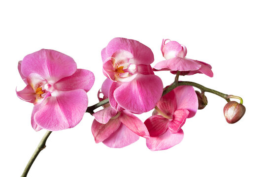 Purple orchid flower phalaenopsis, phalaenopsis or falah. Orchid branch with pink flowers isolated on transparent background, PNG. Floriculture, flower shop, home flower decor, floral concept