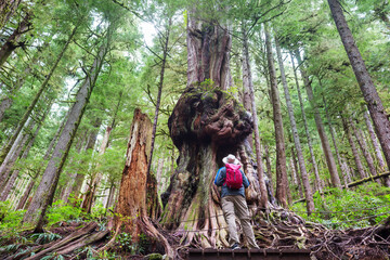 Forest on Vancouver island