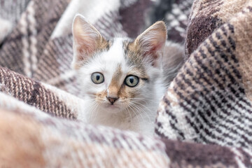 Fototapeta na wymiar A small cute kitten with an interested look is sitting on a plaid