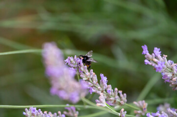 Bumblebee gathering nectar on purple lavendel flower, background out of focus