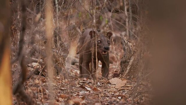 Fossa - Cryptoprocta ferox long-tailed mammal endemic to Madagascar, family Eupleridae, related to the Malagasy civet, the largest mammalian carnivore and top or apex predator on Madagascar in forest.