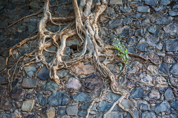 Tree in stone