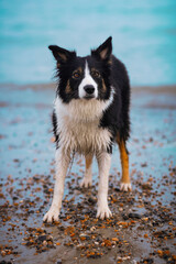 Border collie black tricolour dog on a beach