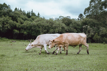 Obraz premium cows in a pasture
