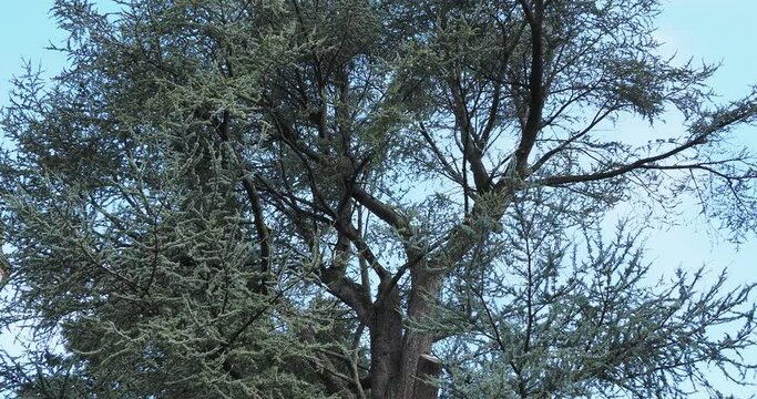 (Cedrus atlantica) Mature Atlas cedar tree with grey trunk, horizontal upper branches covered of clusters of silvery bleu foliage trembling and bending in the wind
