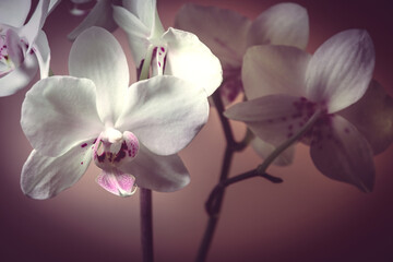 Naklejka na ściany i meble Orchidee Orchideenblüten