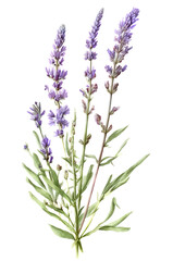 Fototapeta na wymiar Lavender plant isolated on white background. Generative AI illustration in watercolor style