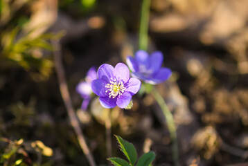 Common Hepatica or Anemone hepatica first spring flowers. Liverleaf or liverwort, Ranunculaceae family. Hepatica nobilis.
