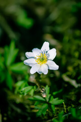 Anemone nemorosa in a wild spring forest. Beautiful white wildflowers.