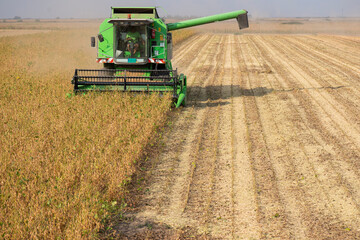 Fototapeta premium Harvesting of soybean