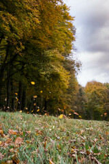 Obraz premium autumn trees in the forest