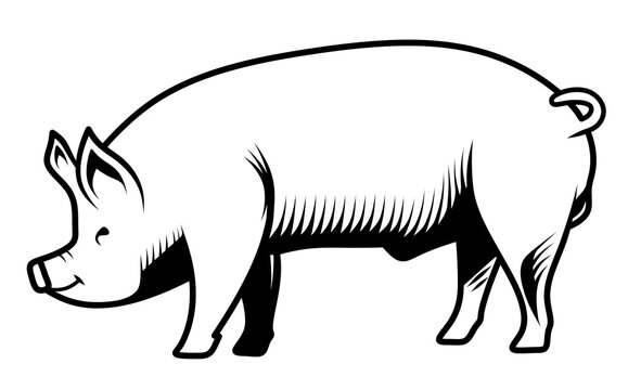 Black and white pig. Fresh meat products logo. Pork. Farm animal.