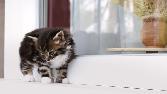 The kitten is looking for a home. Small grey tabby kitty walking on the windowsill looking around exploring a new place. Cute little pet. Funny baby cat. Stray animal. Domestic life. Homeless concept.