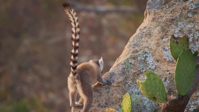 Ring-tailed Lemur - Lemur catta large strepsirrhine primate with long, black and white ringed tail, endemic to Madagascar, known locally in Malagasy as maky or hira. Lemurs with child on the rock.