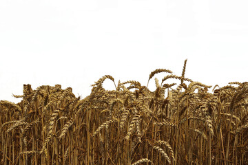 Ripe wheat. Wheat harvest.