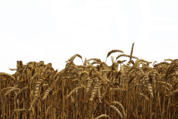 Ripe wheat. Wheat harvest.