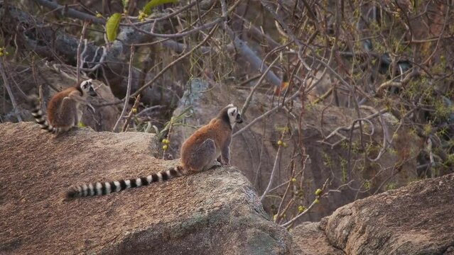 Ring-tailed Lemur - Lemur catta large strepsirrhine primate with long, black and white ringed tail, endemic to Madagascar, known locally in Malagasy as maky or hira. Lemurs with child on the rock.