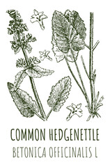 Drawings of COMMON HEDGENETTLE. Hand drawn illustration. Latin name BETONICA OFFICINALIS L
