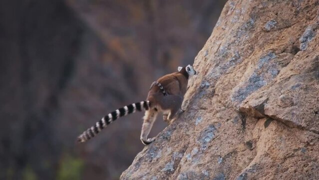 Ring-tailed Lemur - Lemur catta large strepsirrhine primate with long, black and white ringed tail, endemic to Madagascar, known locally in Malagasy as maky or hira. Lemurs with child on the rock.