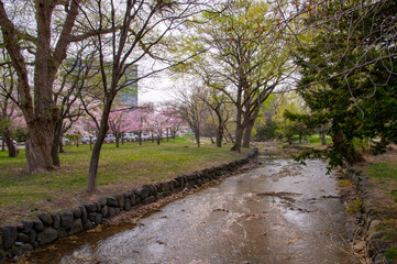 中島公園の桜（北海道札幌市）