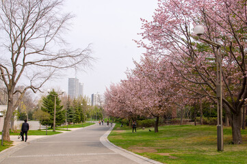 中島公園の桜（北海道札幌市）
