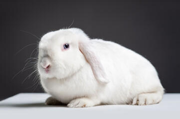 Fluffy white german lop rabbit. Pet with long ears on a dark gray background. Bunny studio shot 