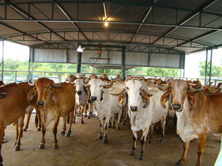 dairy gir cows and bulls in the field