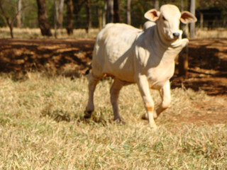 bezerros raça nelore e brahman