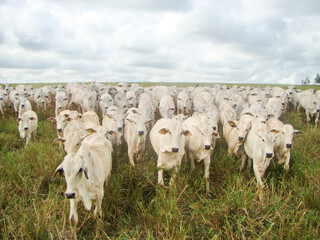 brahman and nelore breed cows