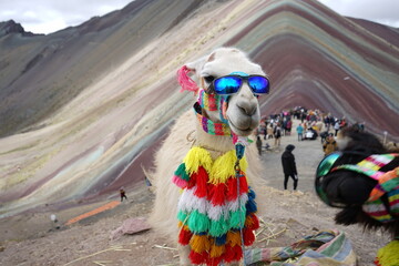 Peru, Cusco, ruins. hiking, mountaineering Montaña 7 colores, llama - obrazy, fototapety, plakaty